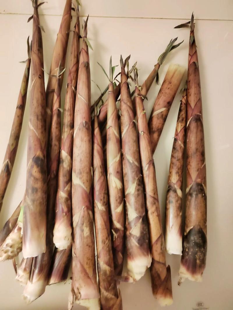 朋友给的新鲜竹笋.竹笋炒肉的制作工艺.把新鲜的竹笋划刀剥皮